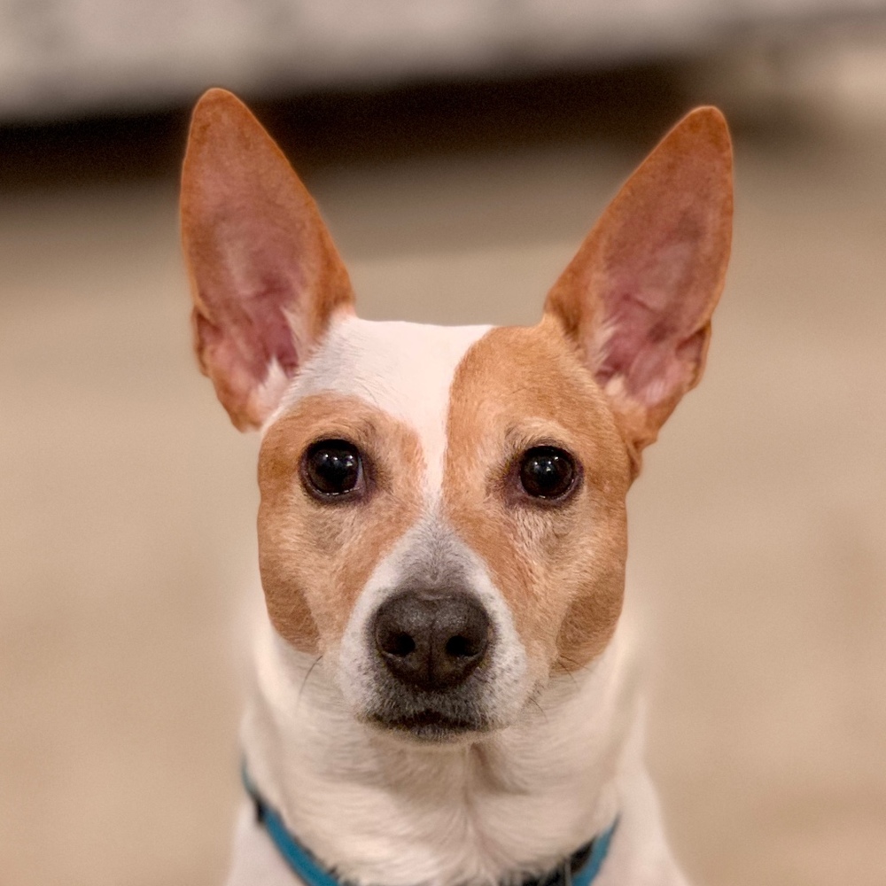 Meet your Posher, Posh